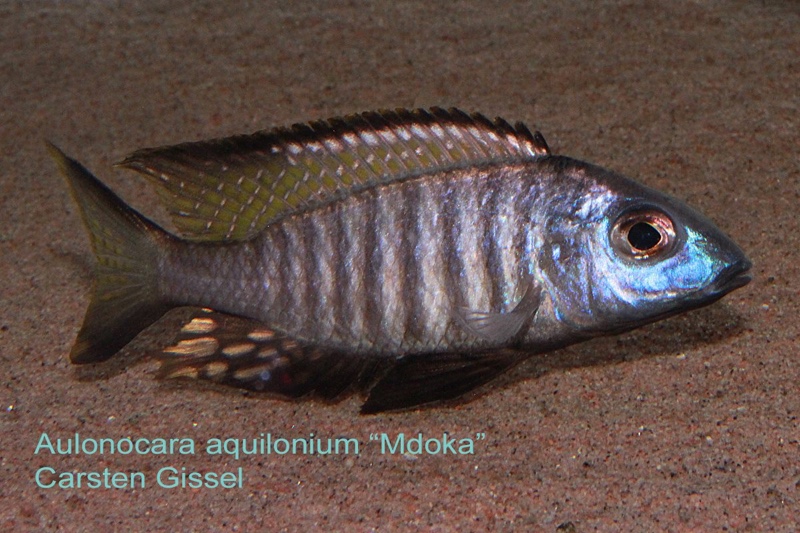 Aulonocara aquilonium 'Mdoka Reef'